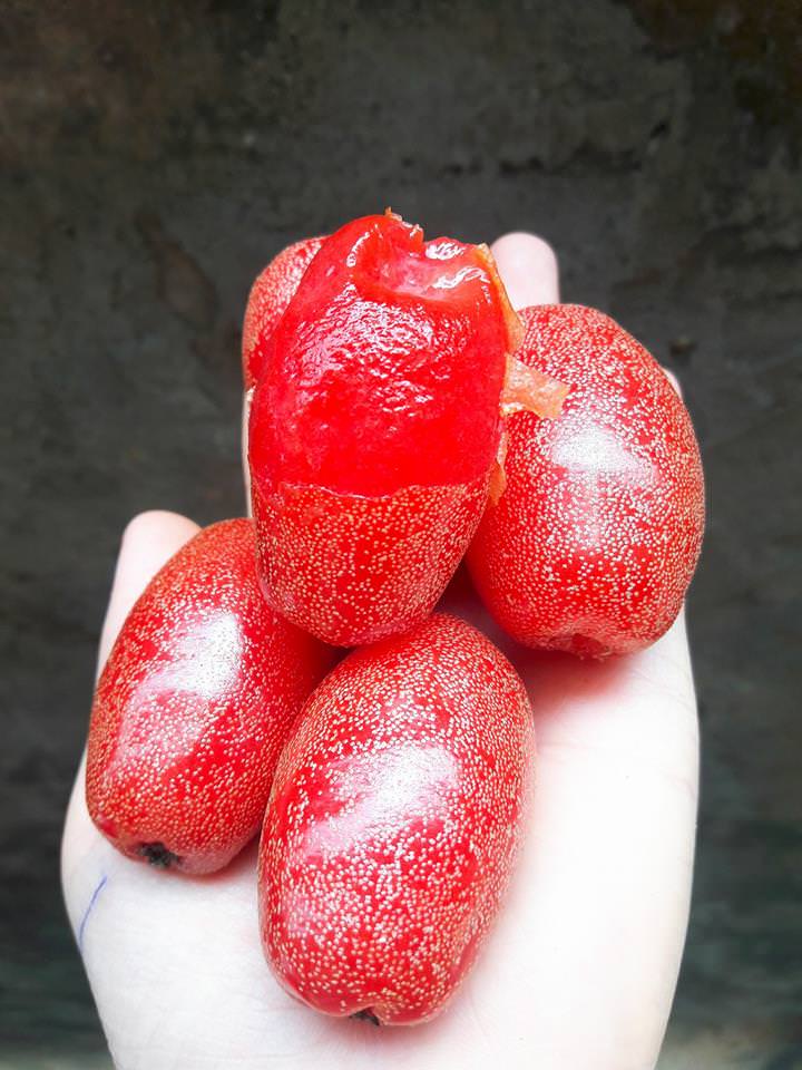 Mùa nhót về trên phố, chị em phát cuồng với những món ăn chỉ nghĩ đã thèm 1