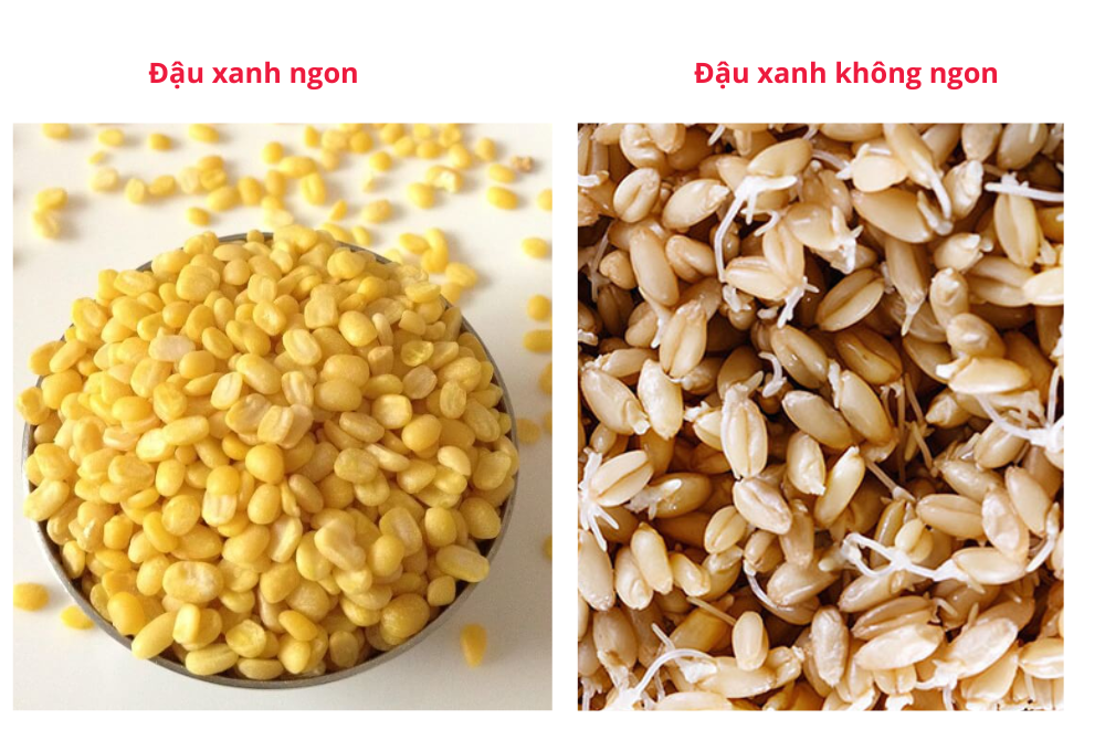 Đậu xanh ngon sẽ có màu vàng tươi và bề mặt sáng bóng