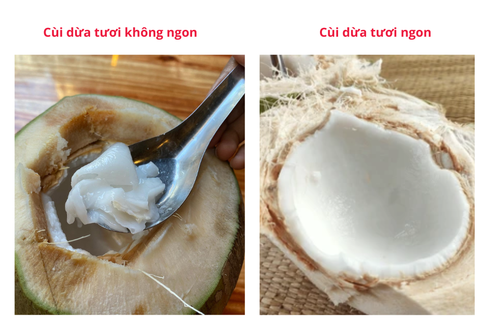 Cách phân biệt cùi dừa tươi ngon và không ngon 