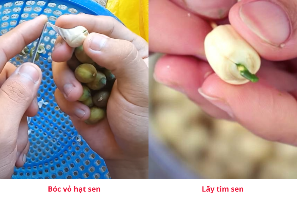 Các bước sơ chế hạt sen để nấu xôi hạt sen