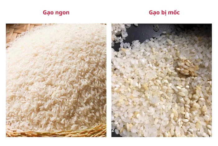 Tránh chọn gạo bị mốc có màu vàng đậm sẽ ảnh hưởng đến sức khỏe người ăn