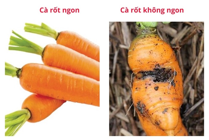 Bạn cần chọn cà rốt tươi ngon, bề mặt trơn nhẵn, không bị đục, đốm đen